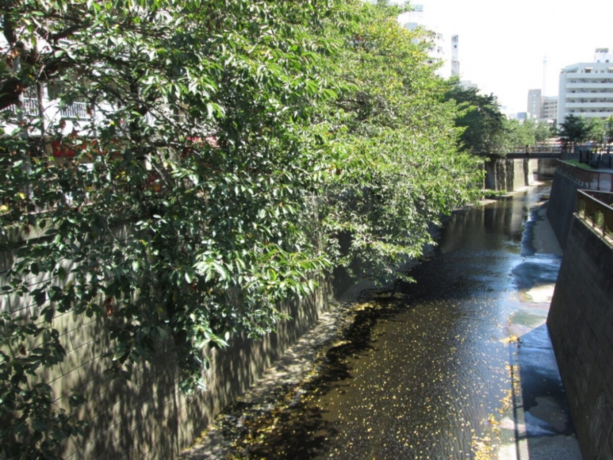 目黒川