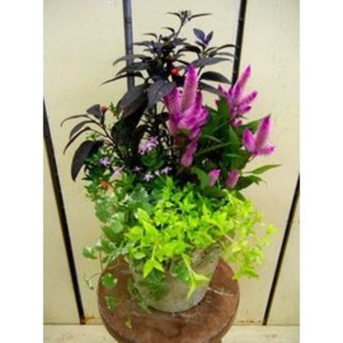 g2 green-plaza goto「寄せ植え」