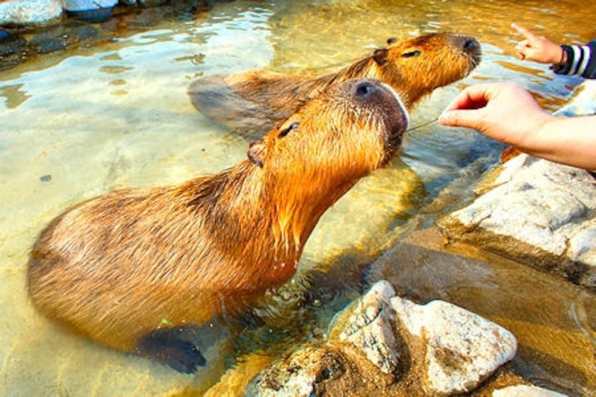那須どうぶつ王国のカピバラ