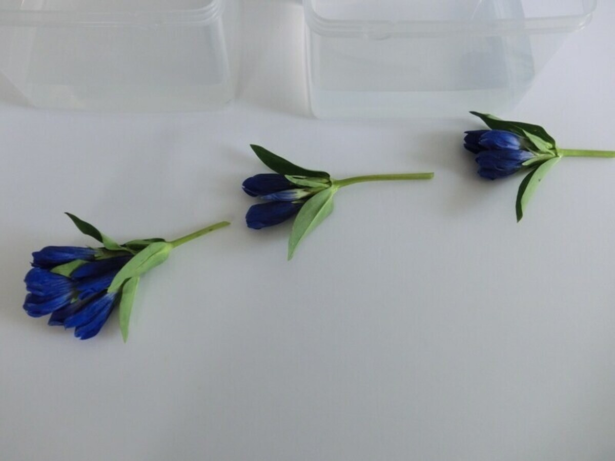 お花のついている節事に切り分けます。