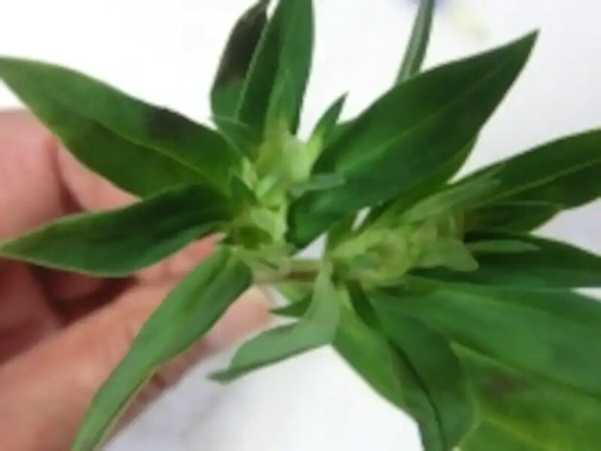 りんどう（生花）葉っぱ部分