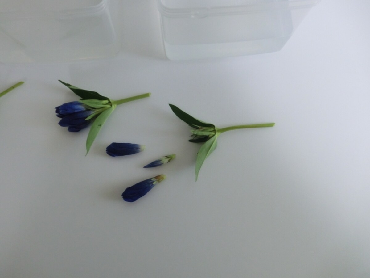 りんどう