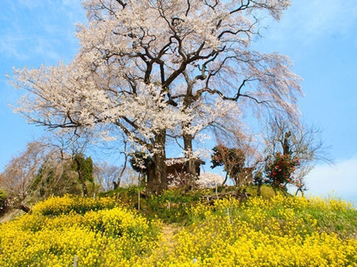 福島の一本桜群