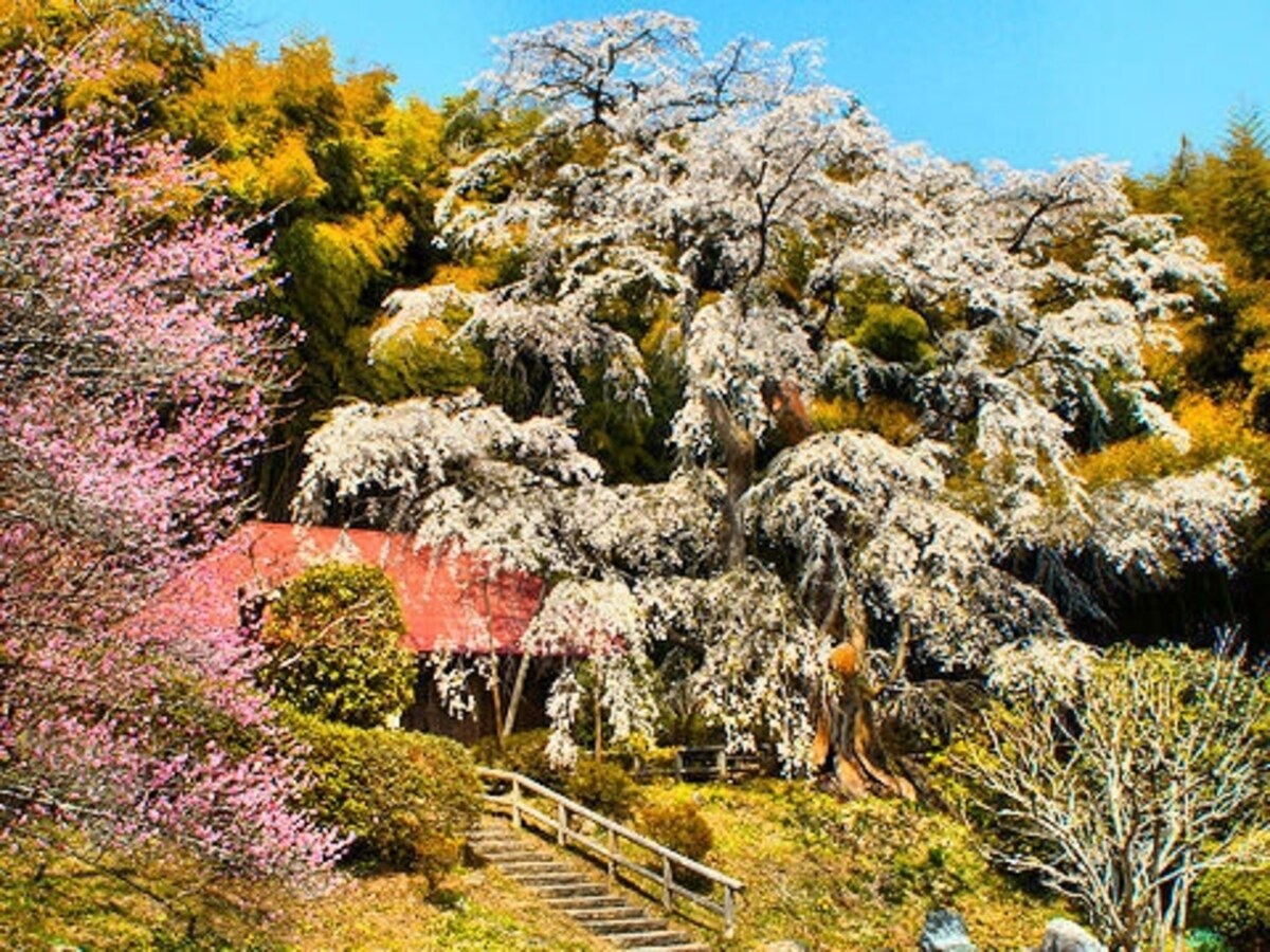 福島の一本桜群
