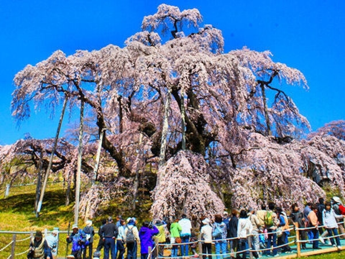 「滝桜」