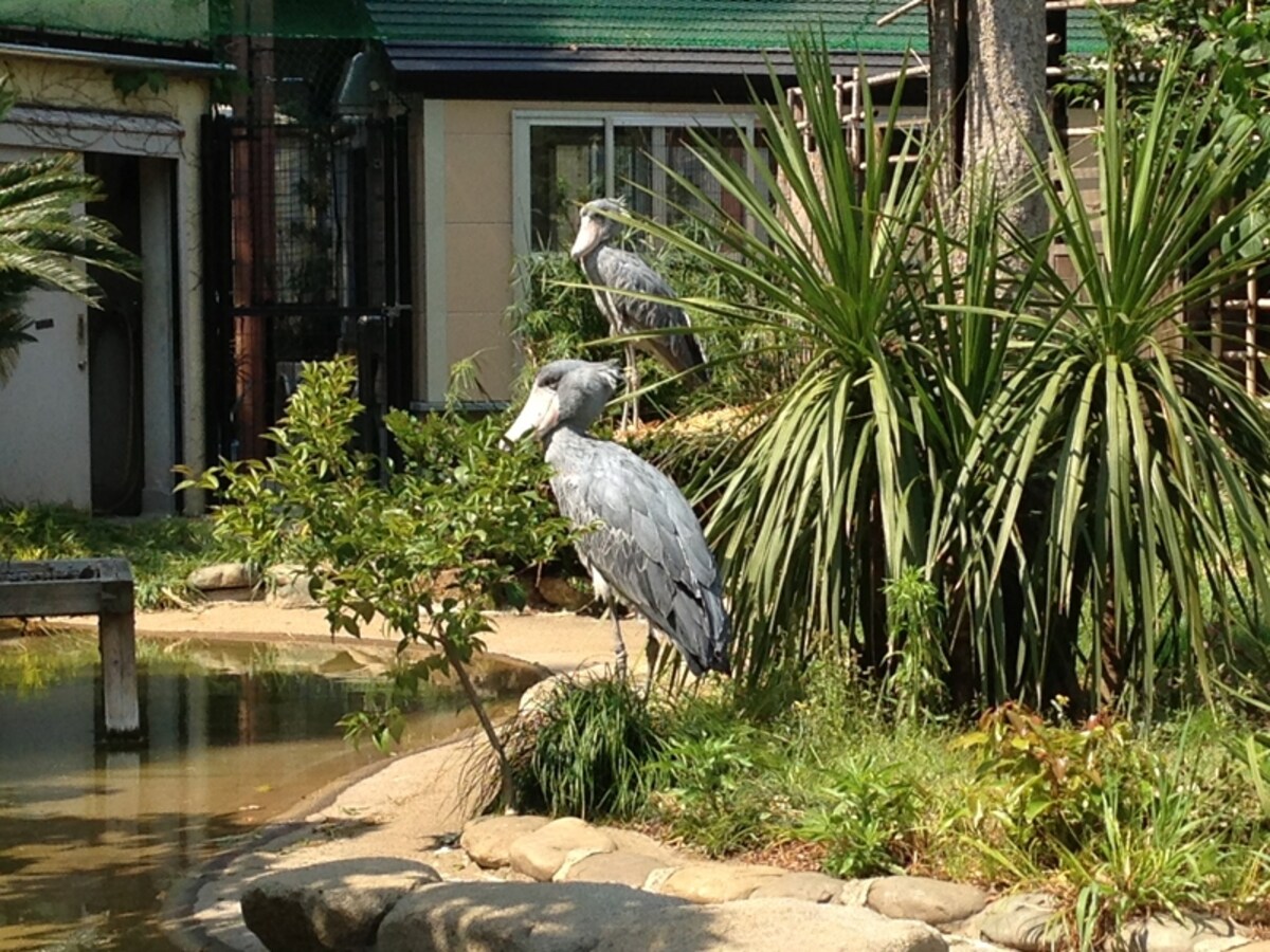 「上野動物園」