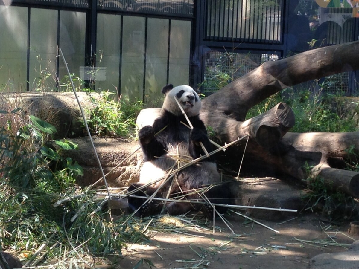 「上野動物園」