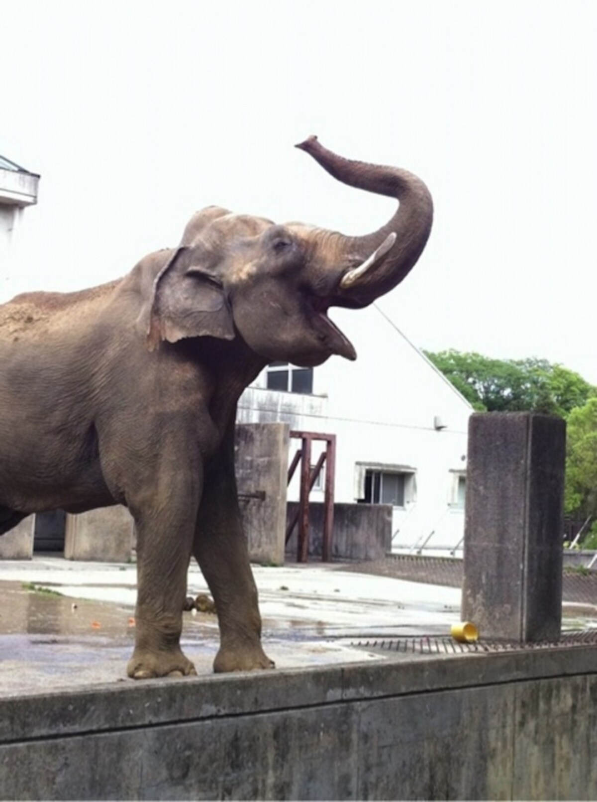 愛媛県「とべ動物園」