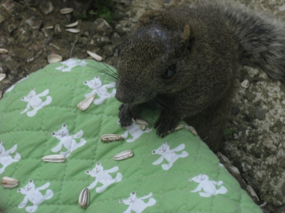 「町田リス園」