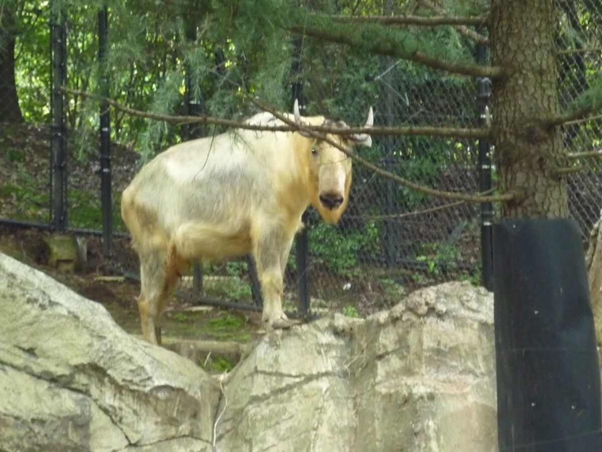 「よこはま動物園ズーラシア」