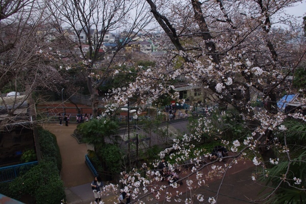 「野毛山動物園」