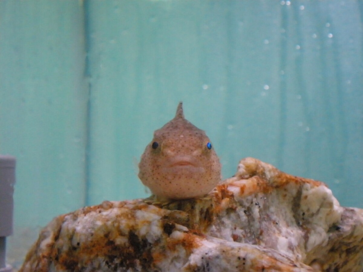 愛知県の「竹島水族館」