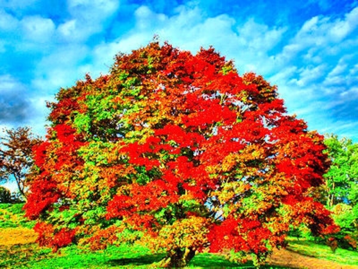 大峰高原七色大カエデの紅葉