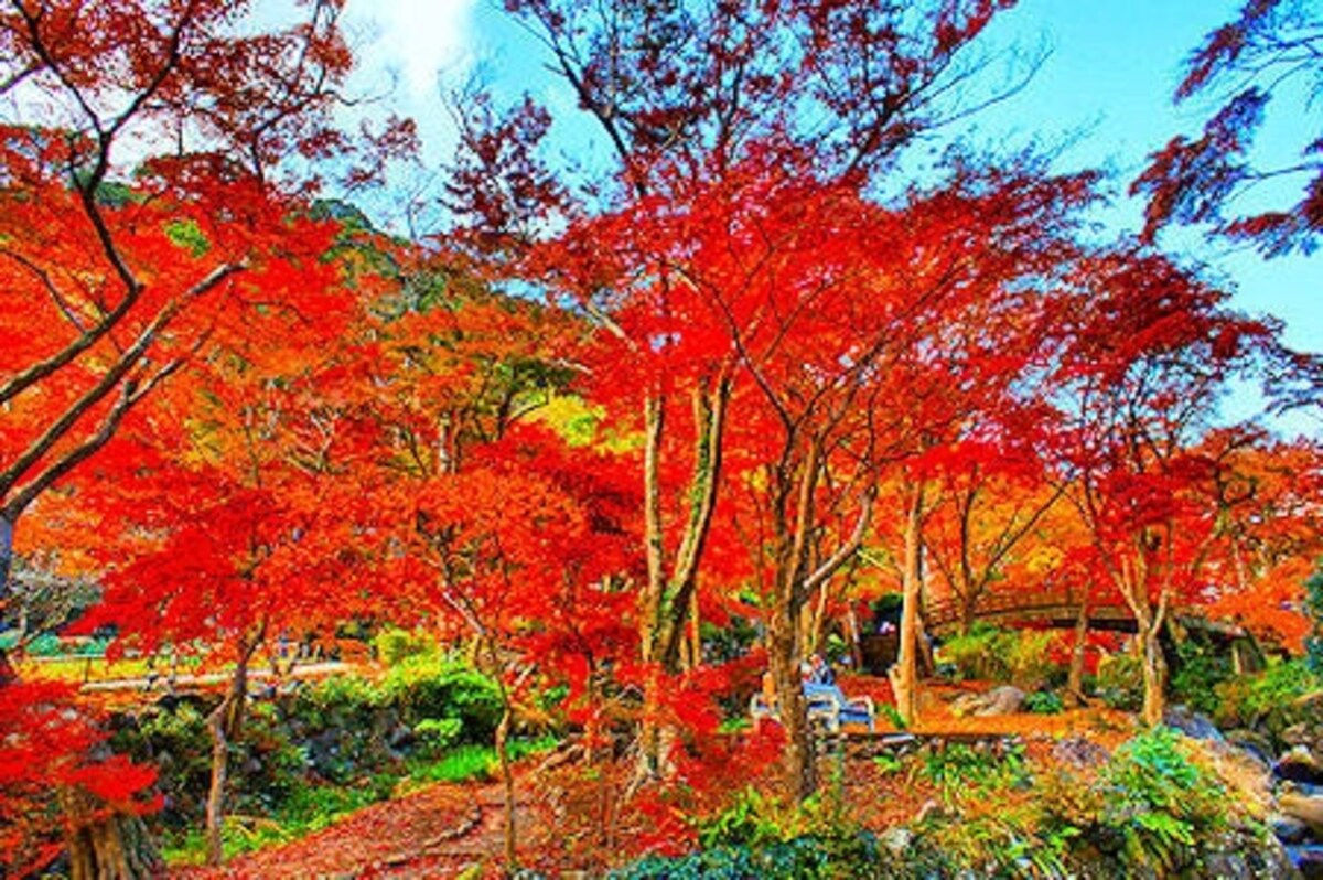 紅葉の熱海梅園
