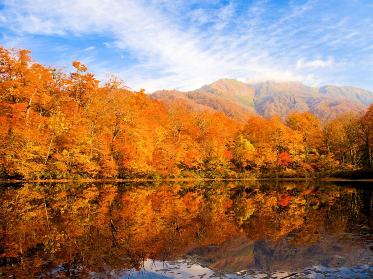 苅込池の紅葉