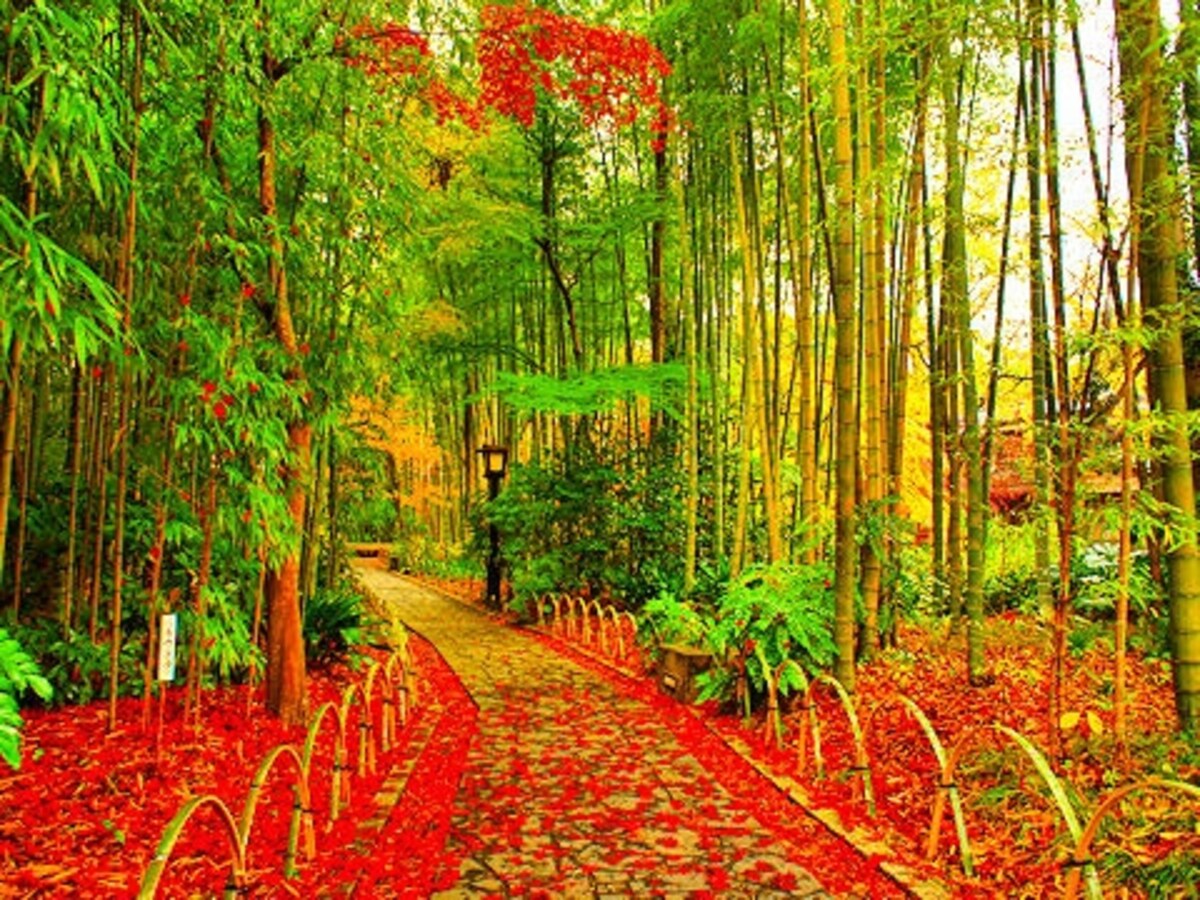 紅葉の修善寺温泉「竹林の小径」