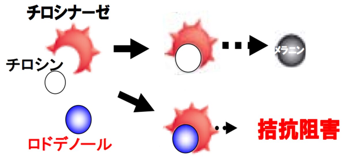 ロドデノールによるメラニン抑制のメカニズム