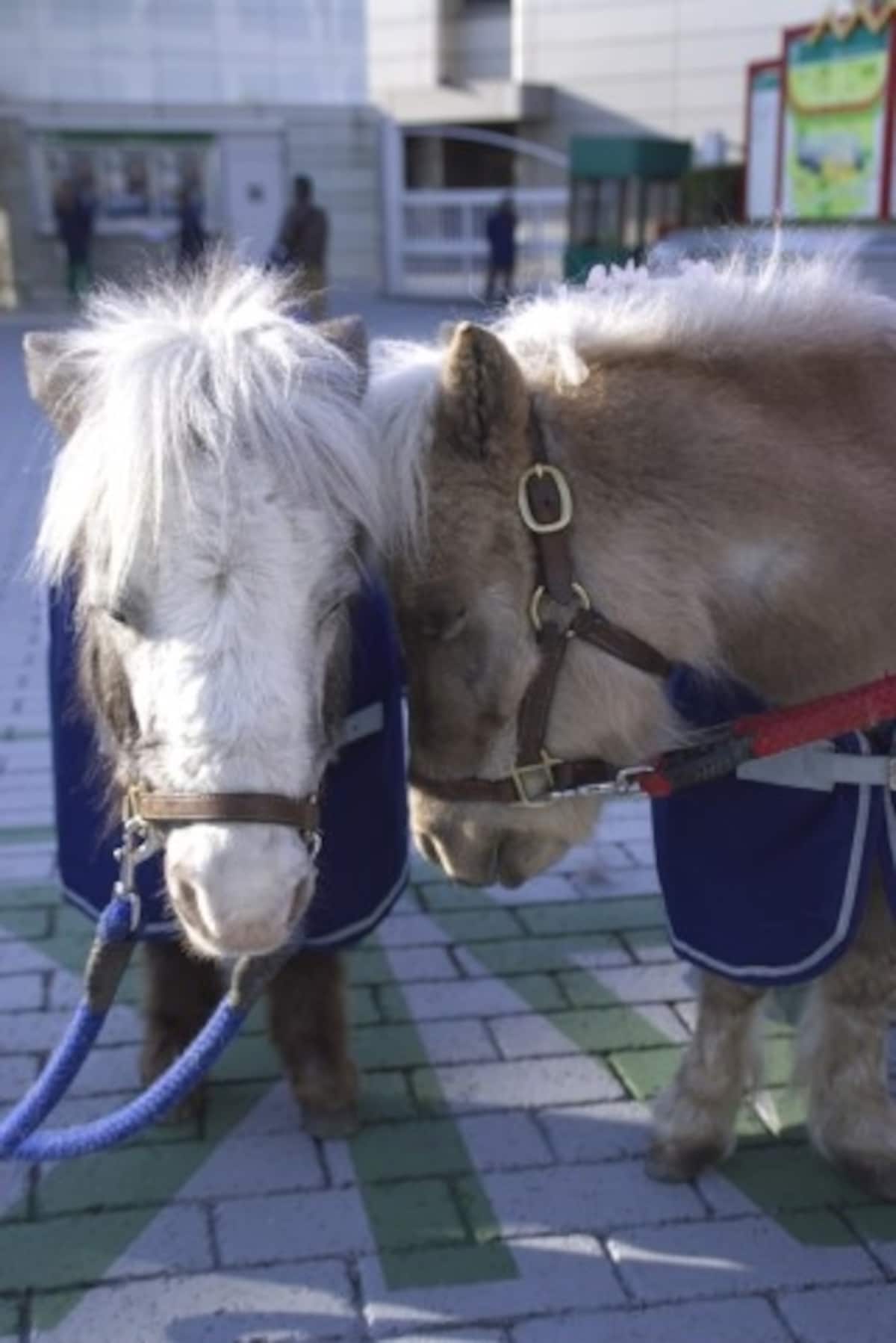 pony