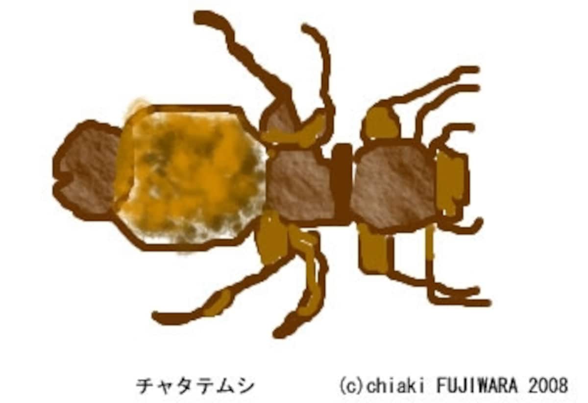 チャタテムシ。体長は約１mm（小さい！）