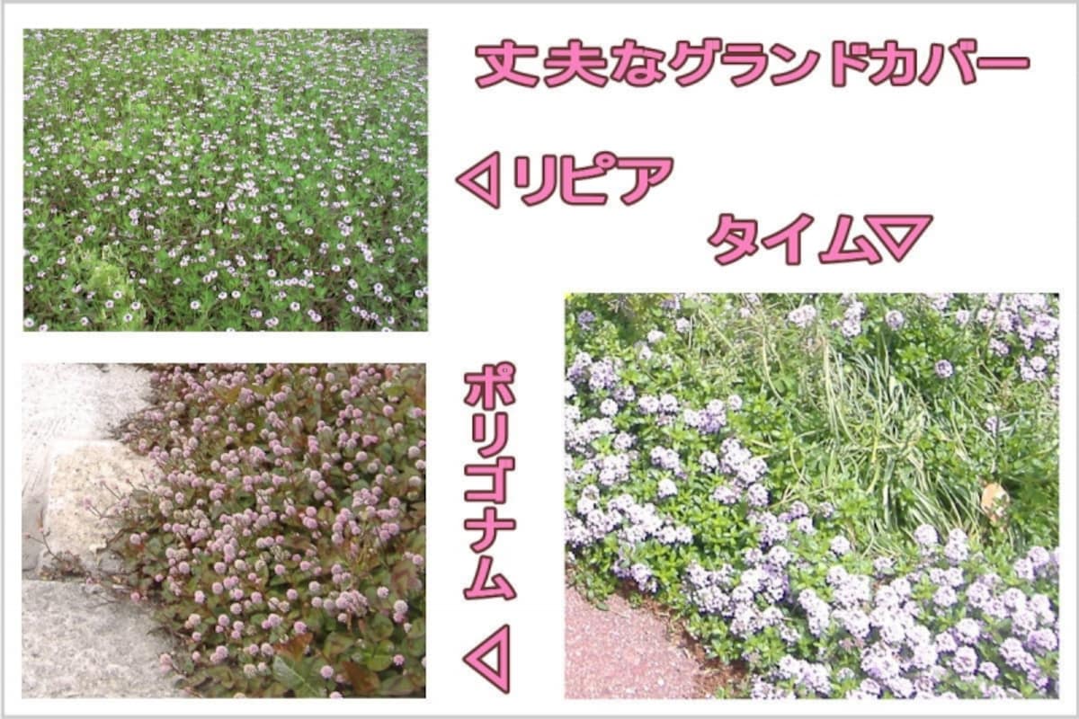 グリーンシームに最適の植物