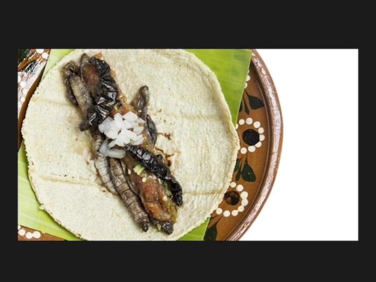 tacogusa