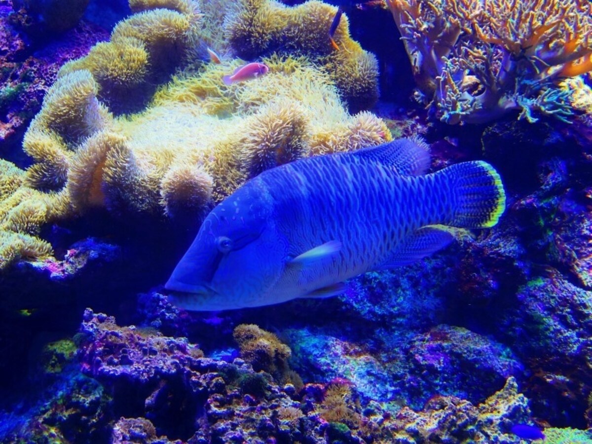 サンシャイン水族館
