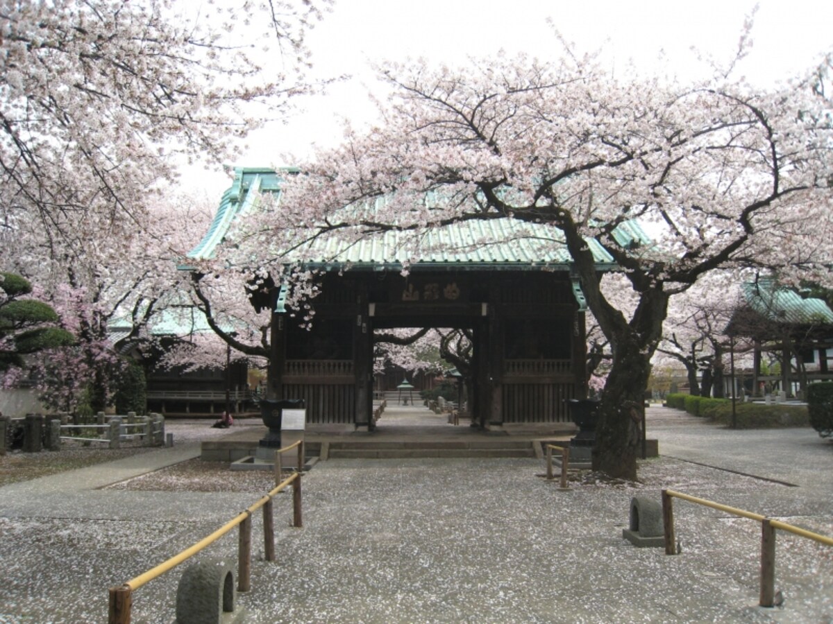 桜の時期の祐天寺