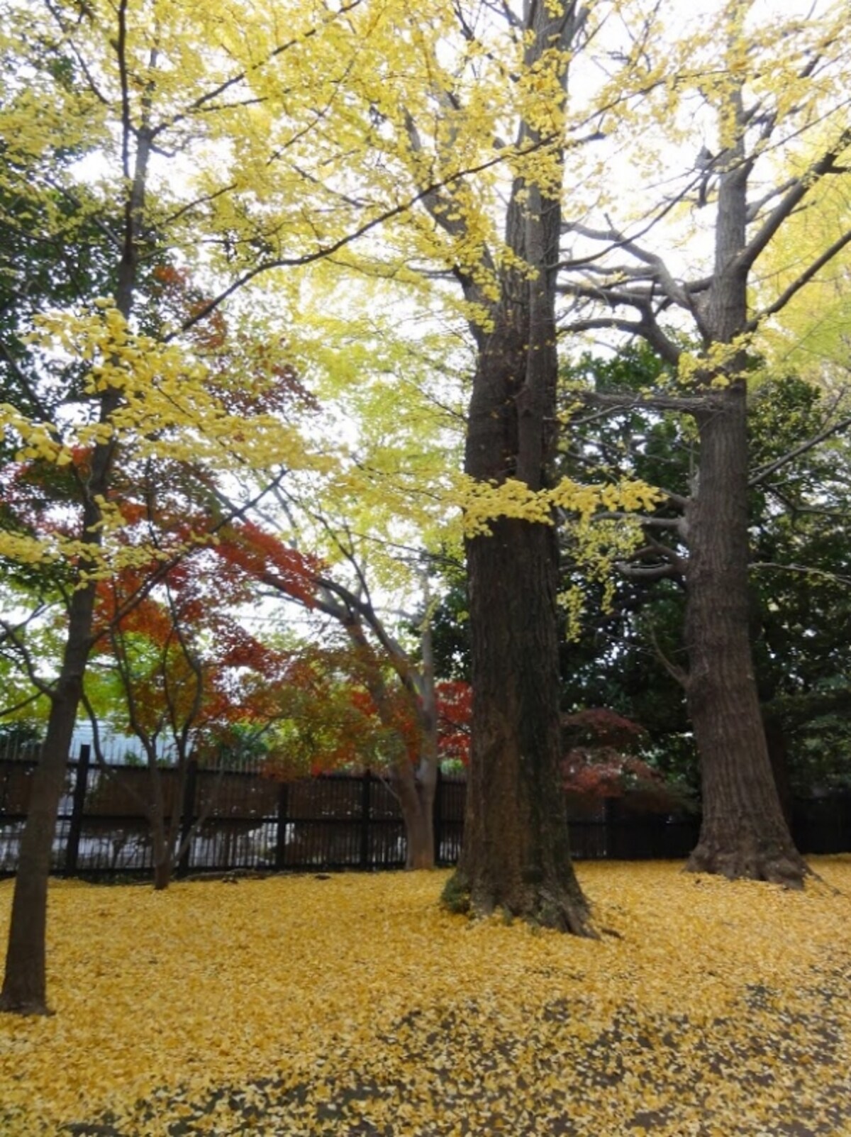 これはまだまだだけど、絨毯のようにイチョウが敷き詰められる