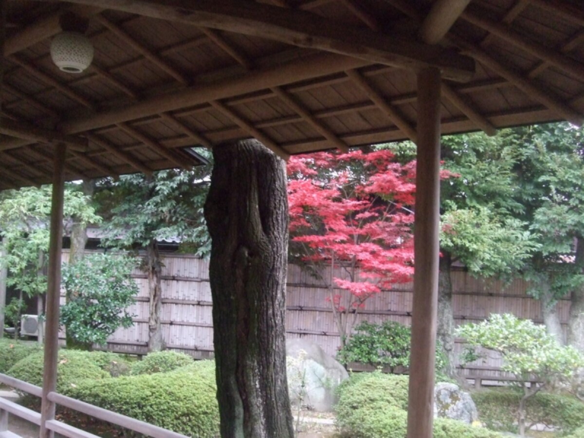 室内から紅葉を見るというのも粋な感じがする
