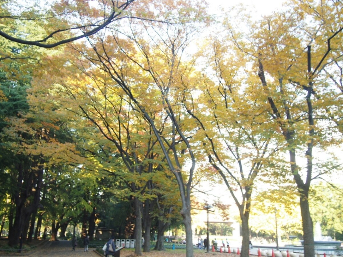 広い公園にはさまざまな樹木があり、紅葉している