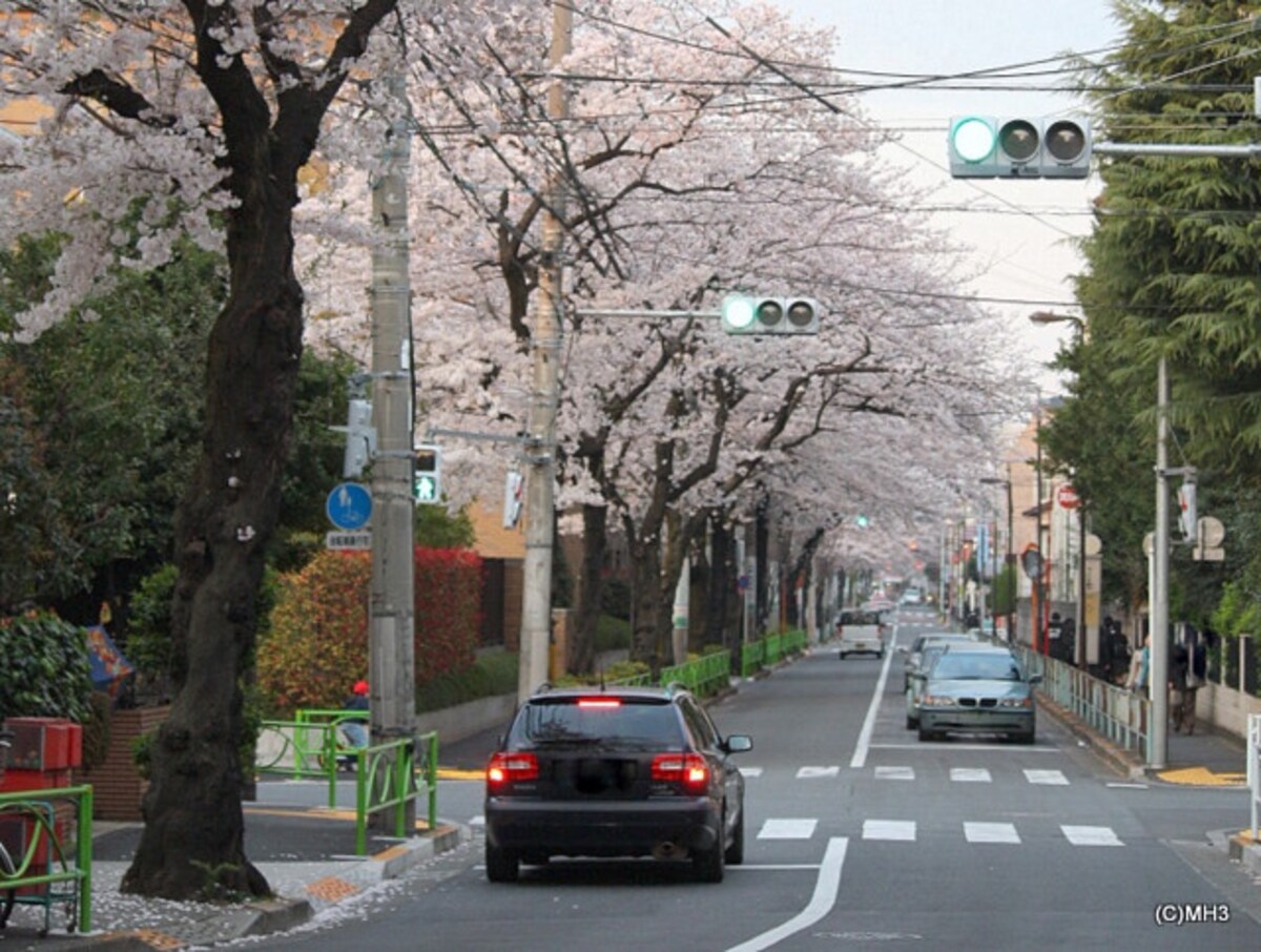 碑（いしぶみ）桜通り