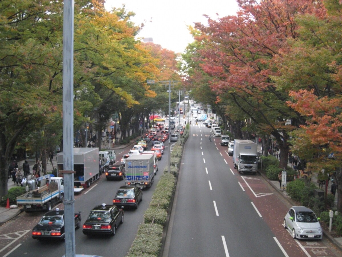 表参道の並木