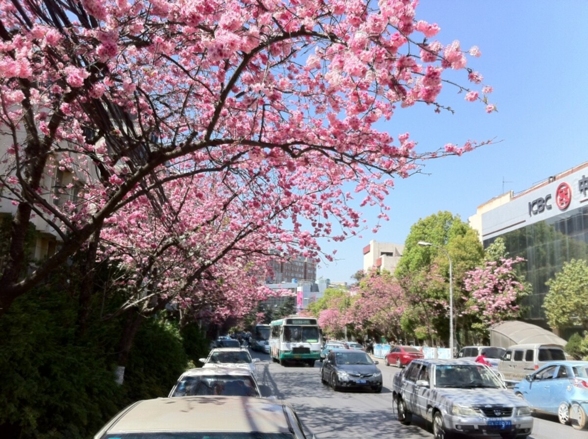 sakura