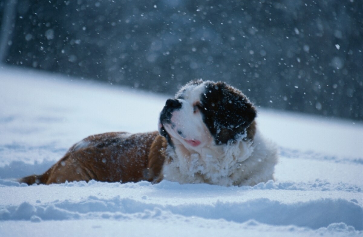 寒さが増した時期に、犬との暮らしで気を付けたいこと