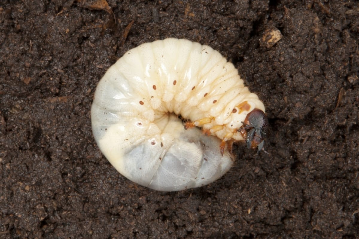 幼虫はエサである発酵マットを食べて、どんどん大きくなっていく