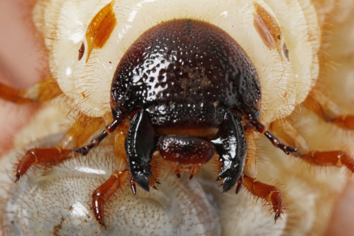 カブトムシの幼虫が出てくる……飼育方法Q&A！ 