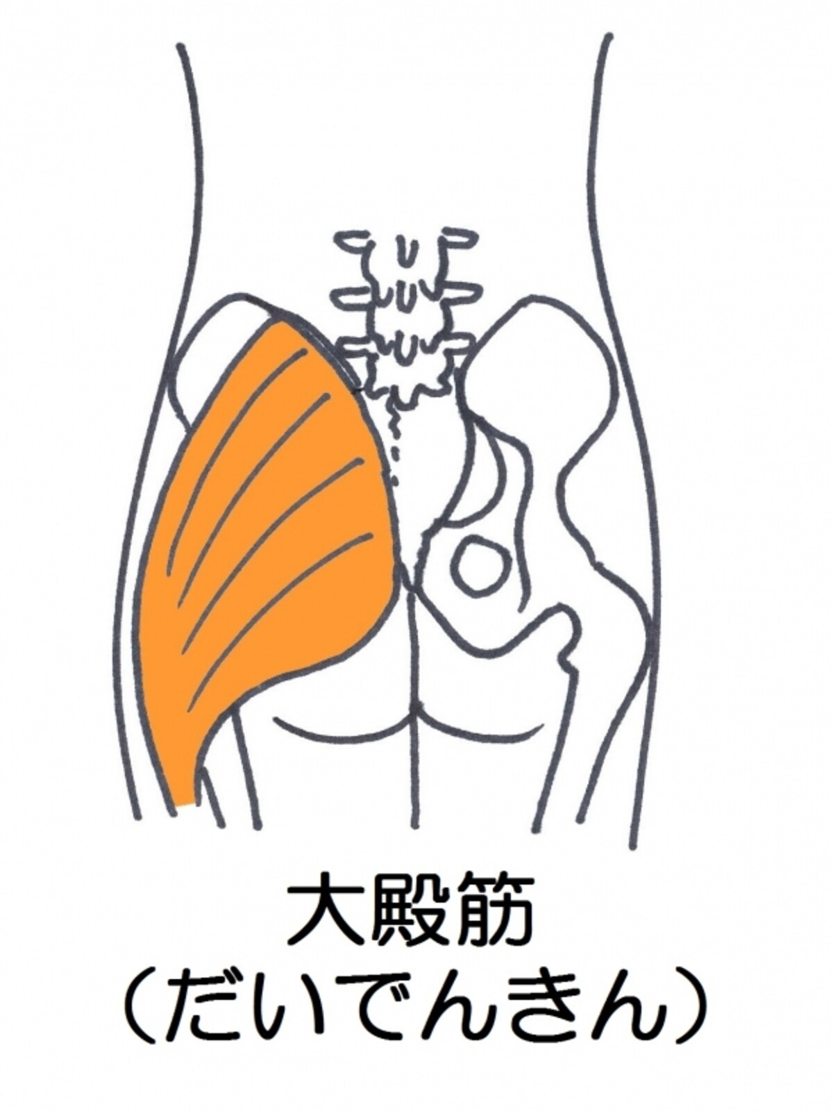 大殿筋