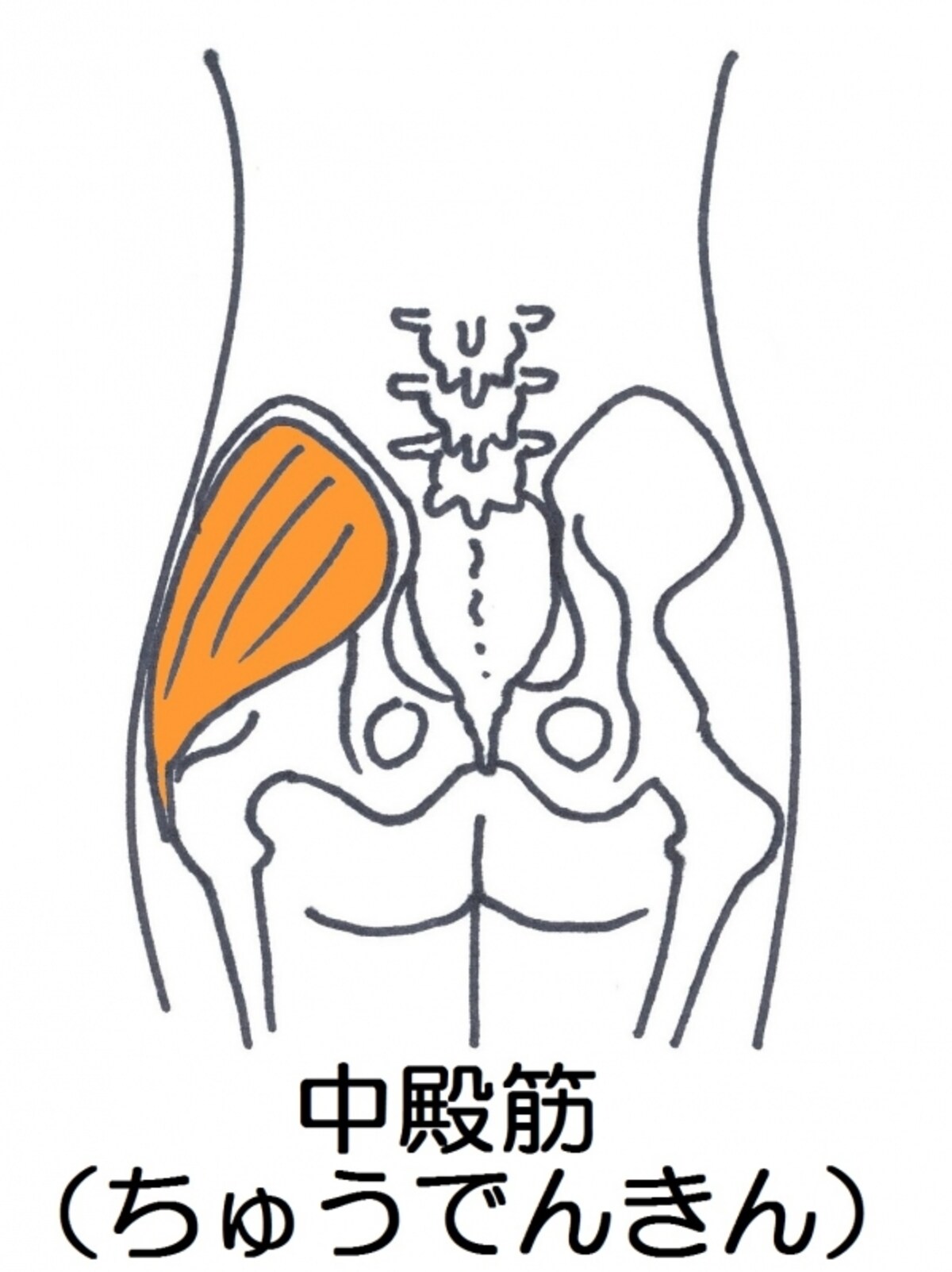 中殿筋