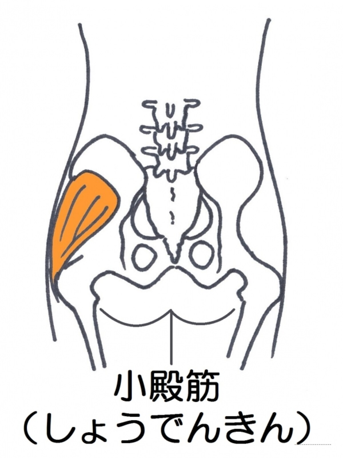 小殿筋