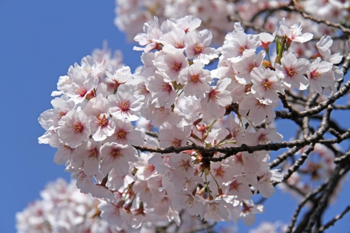 碑文谷の桜