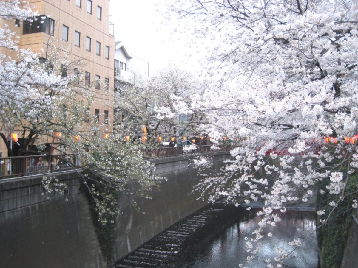 目黒川の桜