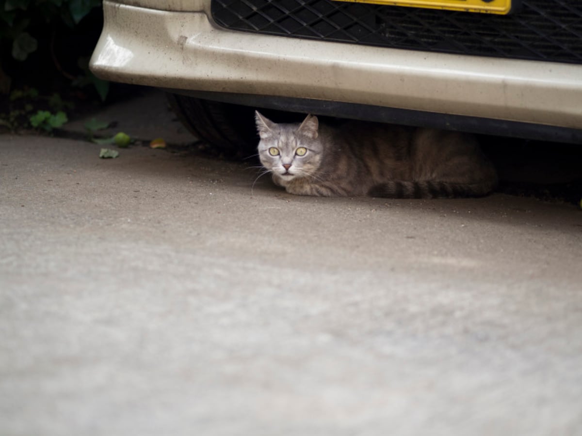 外出時の注意点は猫を逃がさないこと