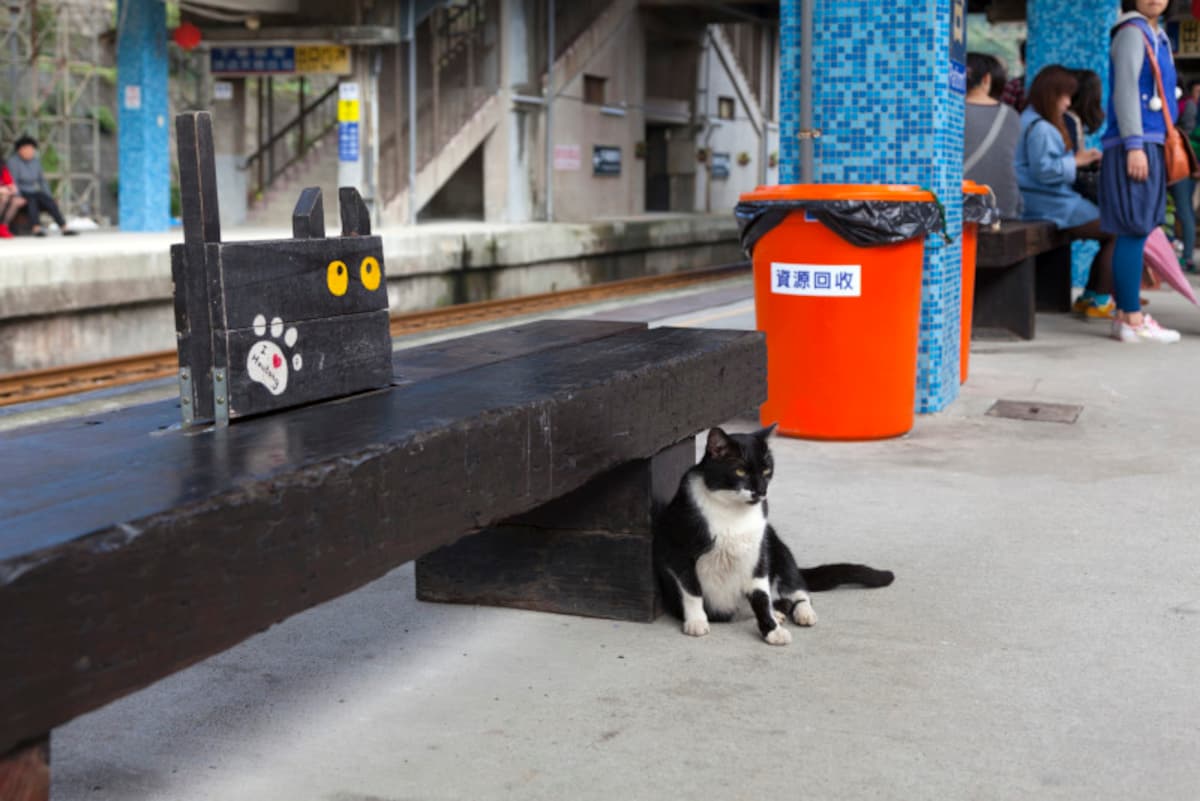 猫と一緒に公共の乗り物を利用する際の注意点