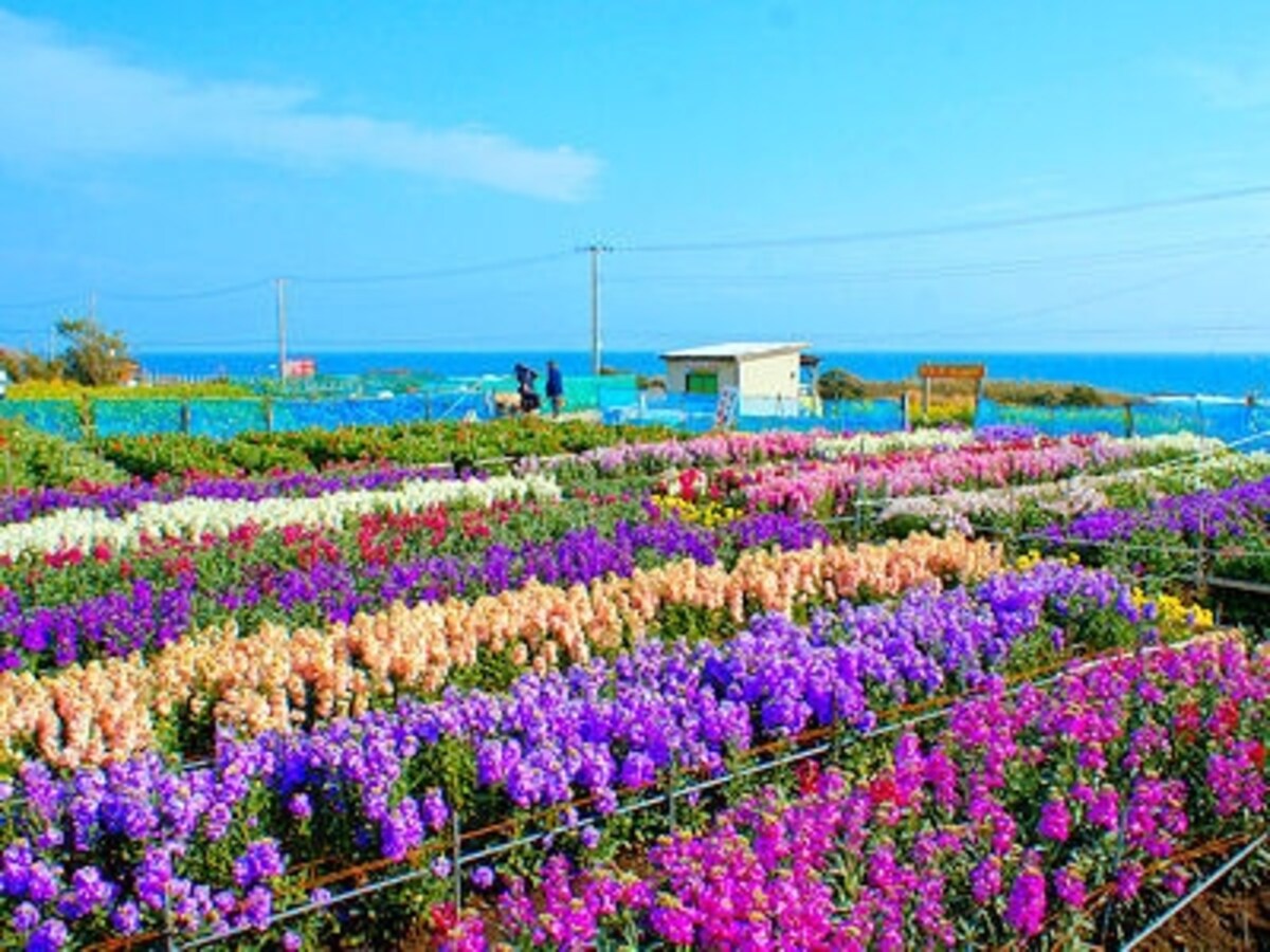 白間津の花畑