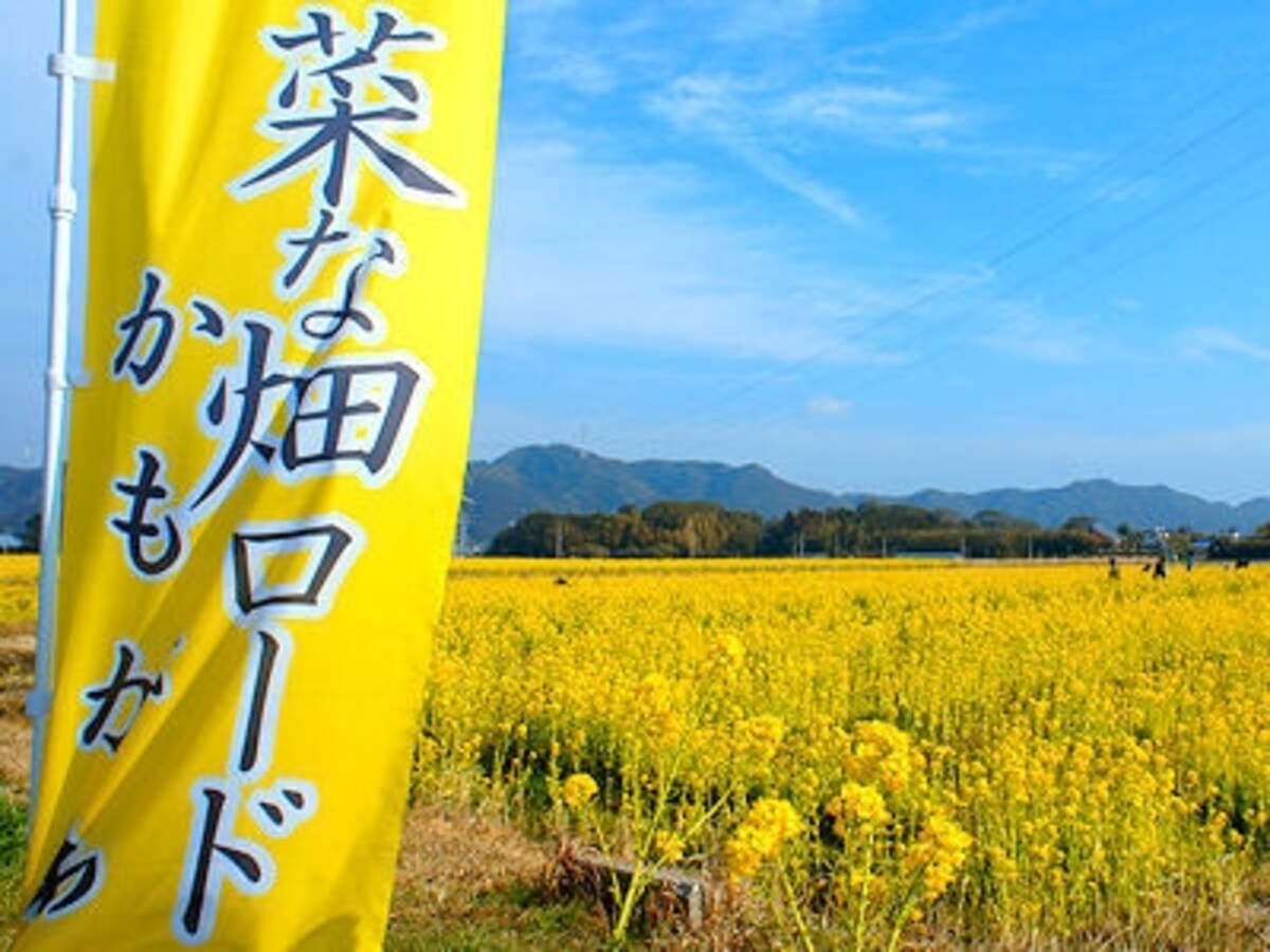 鴨川「菜な畑ロード」