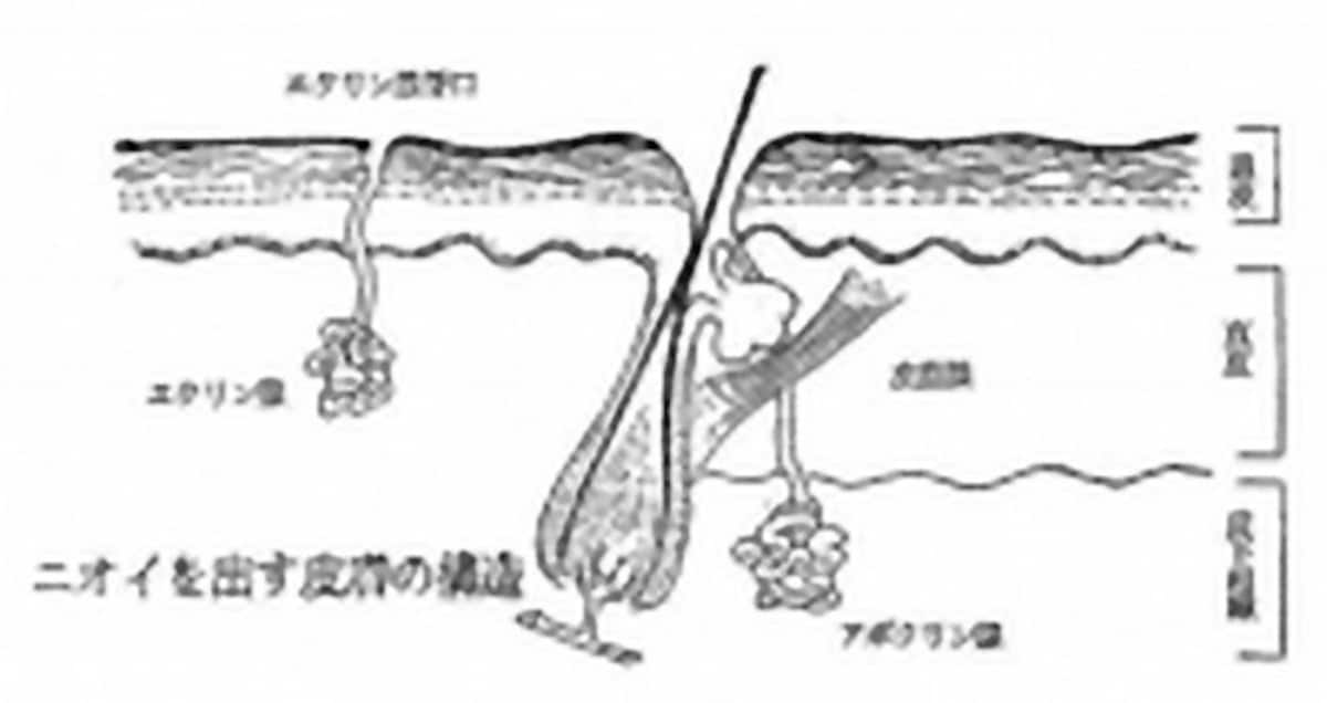 アポクリン腺とは