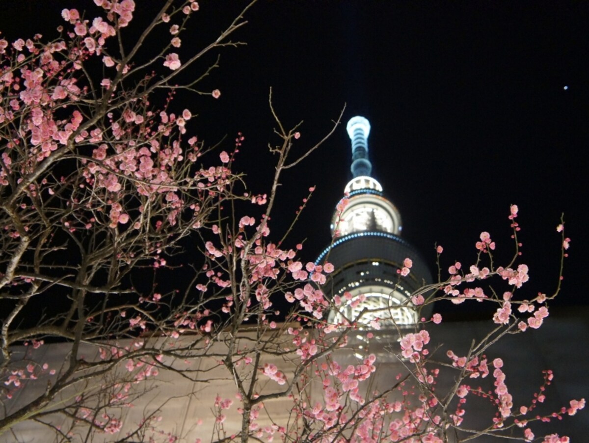 河津桜