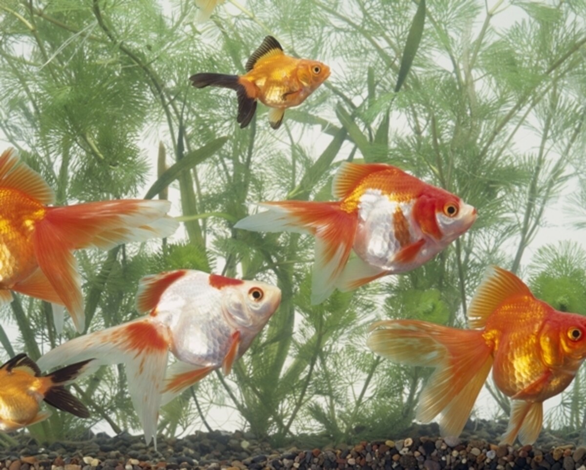 「金」魚