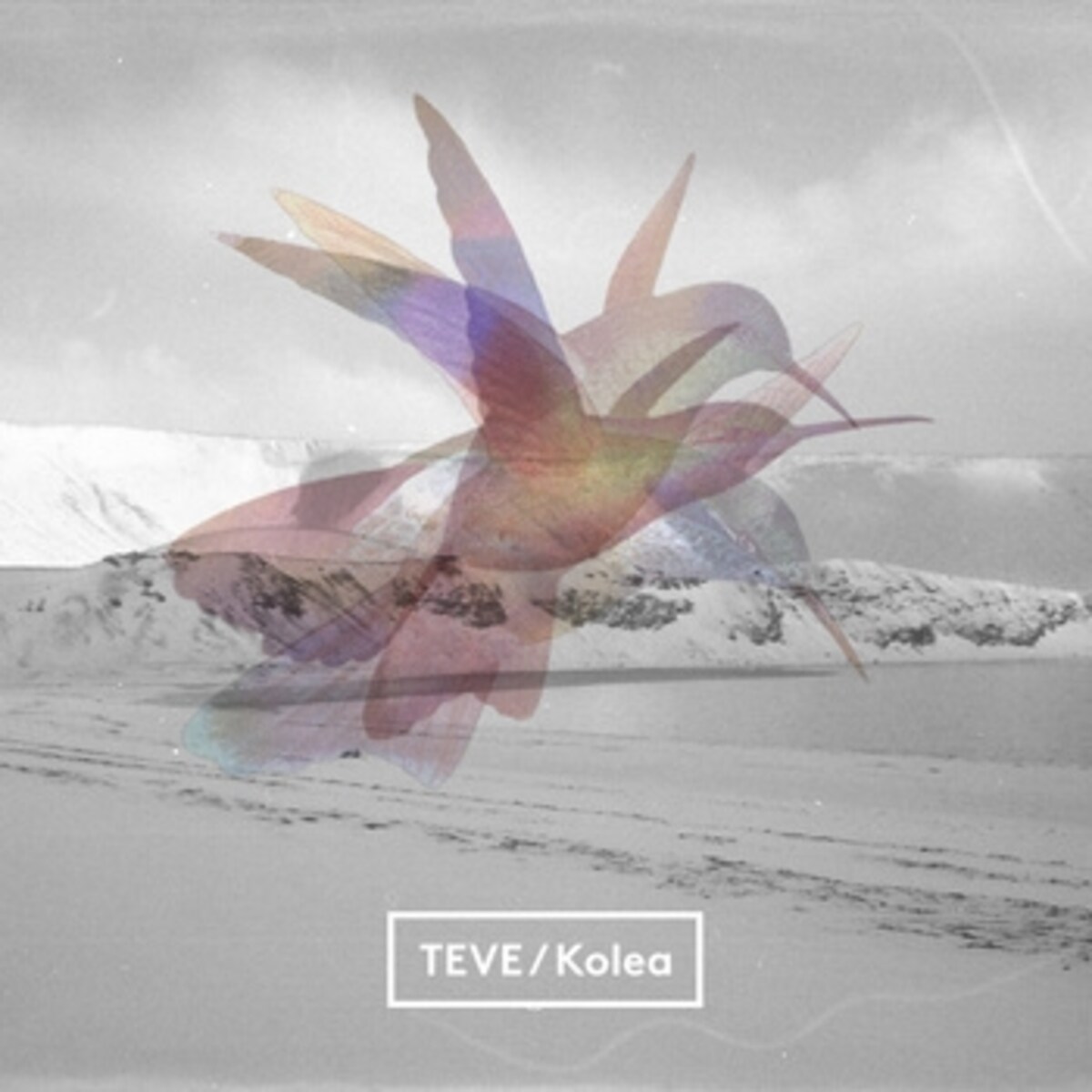 kolea