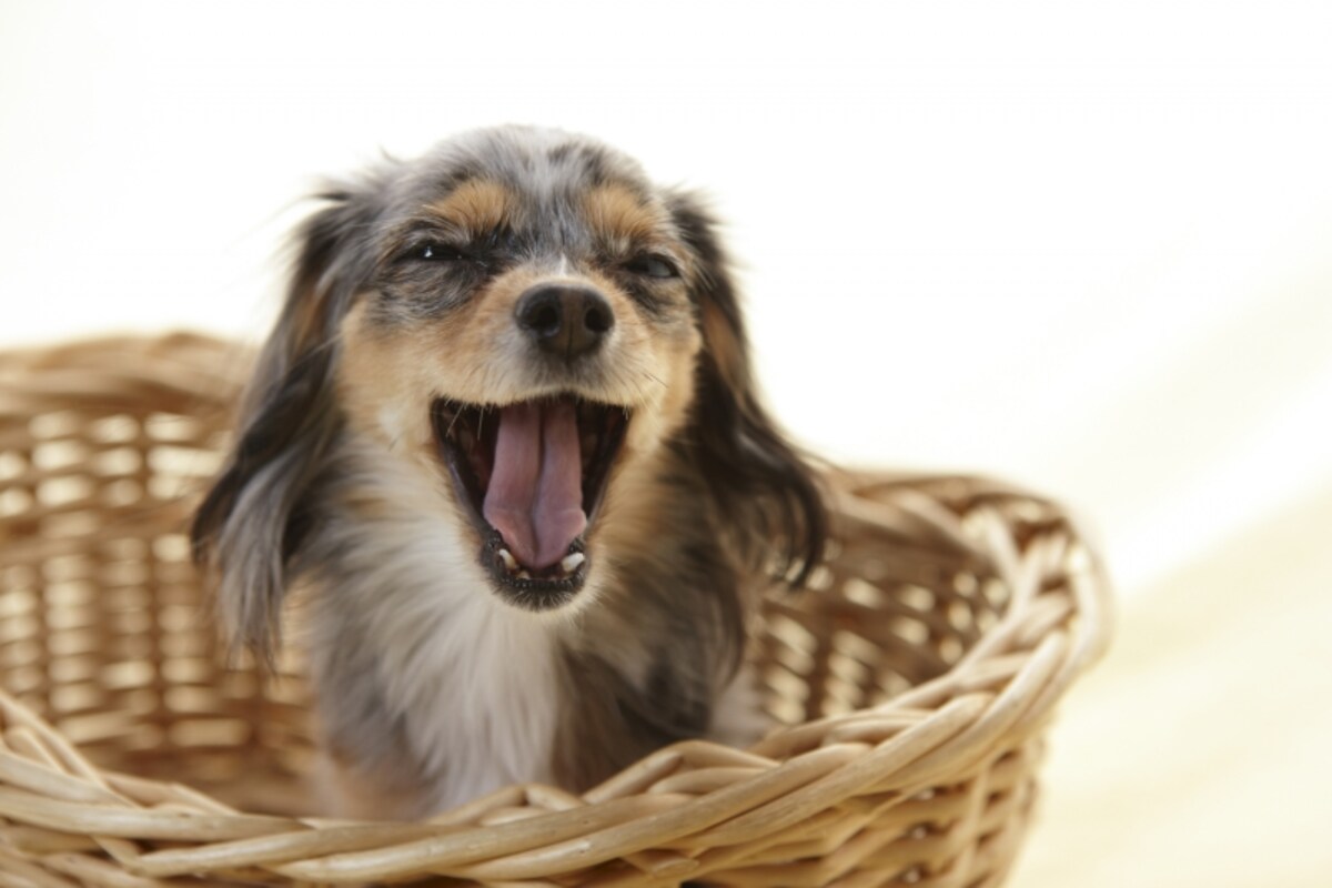犬の気持ちを仕草や行動かわ読み取る